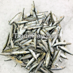 Premium Frozen Whitebait Fish IQF Whole Whitebait Bulk Supplier & Exporter