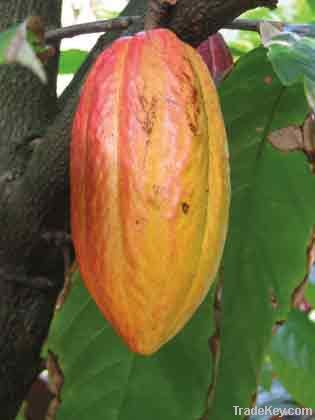 Fermented Cocoa Beans