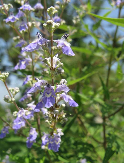 vitex honey