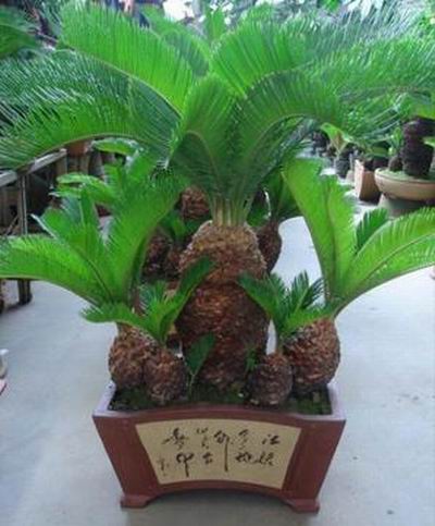 Sell Cycas-Ficus-Palm-Bonsai-Cactus-Lucky bamboo-Landscaping plants