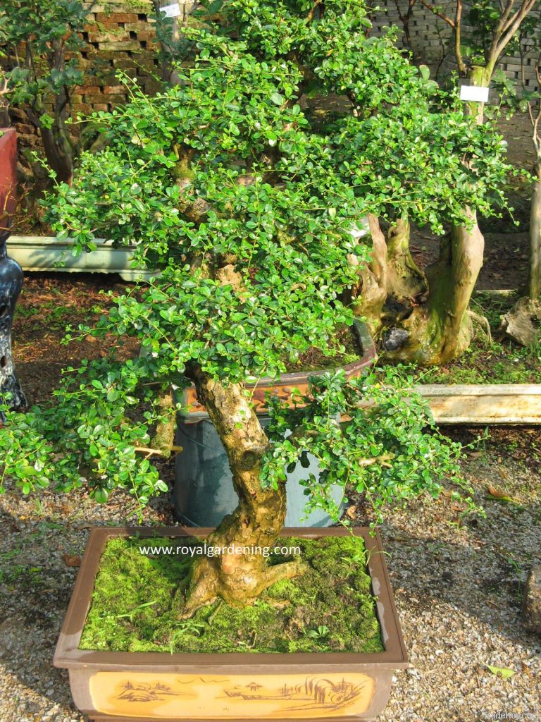 Sell Carmona bonsai