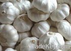 fresh garlic