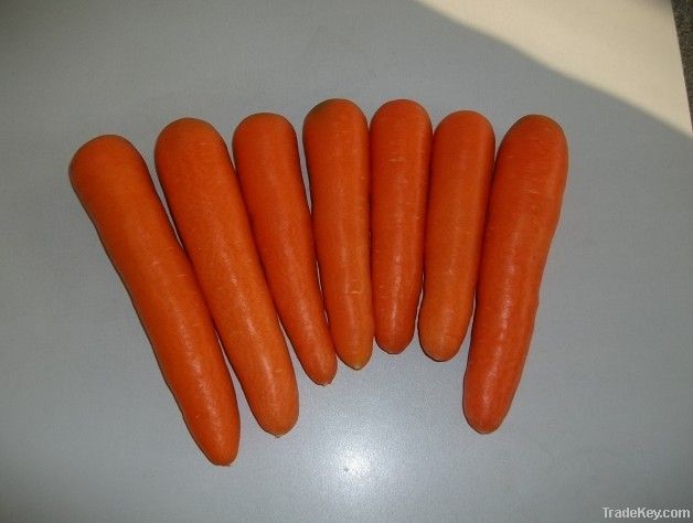 fresh carrot