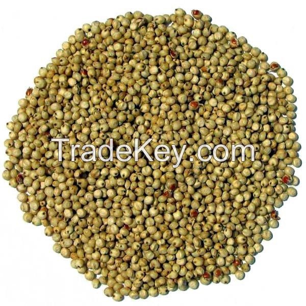 Bird Feed Pearl Millet