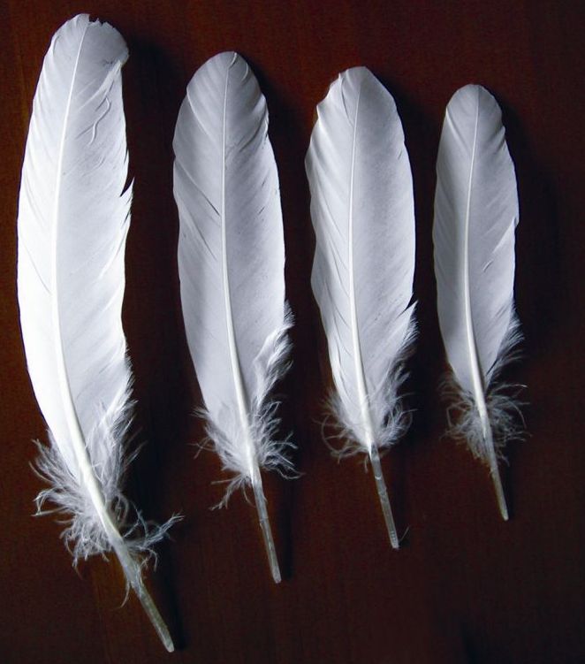 duck/goose feather for badminton shuttlecock