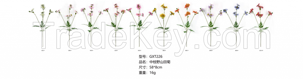 Medium Stem Wild Shantian Daisy