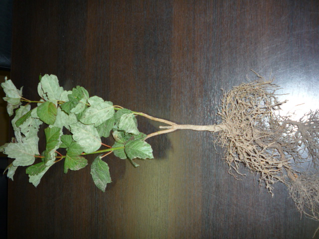 Forest and hedging plants