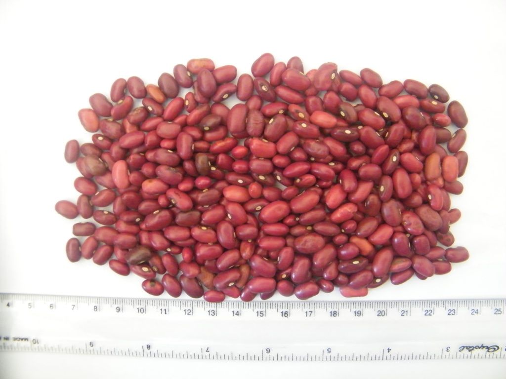 RED KIDNEY BEANS