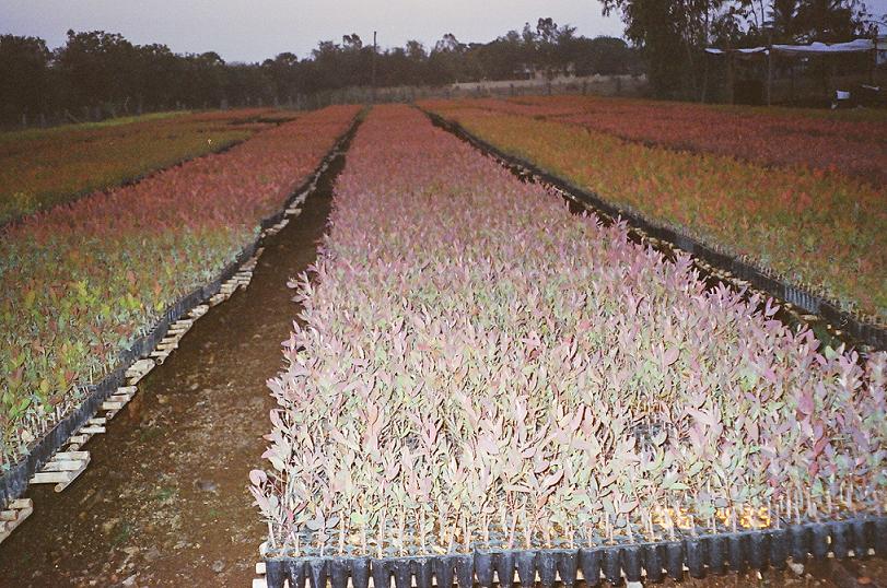 Eucalyptus Plants