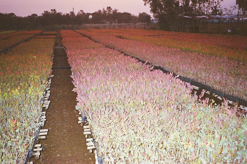 Eucalyptus Plants