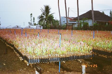 Eucalyptus Plants