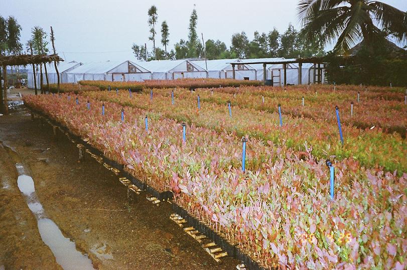 Eucalyptus Plants