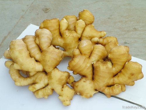 fresh Ginger