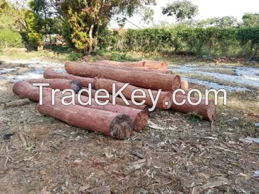 TROPICAL HARDWOODS ON PEELED LOGS