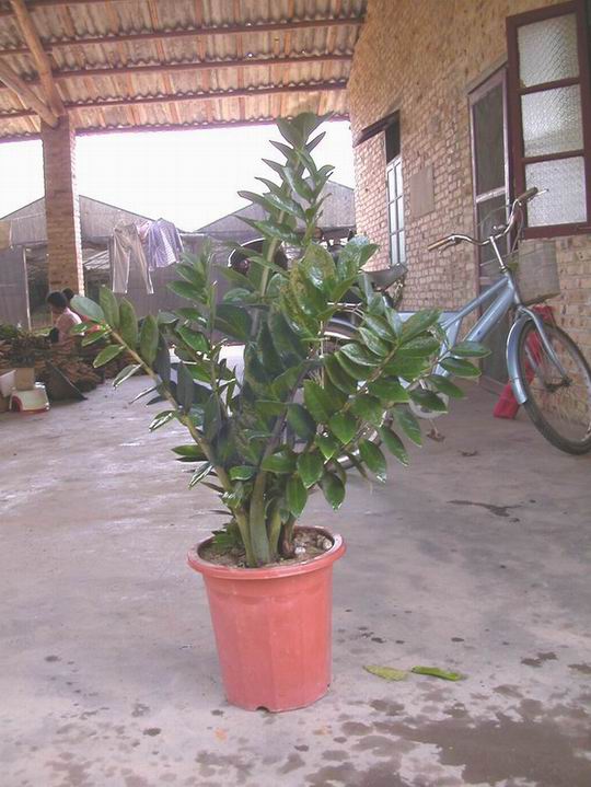 Zamioculcas Zamiifolia (Golden Tree)