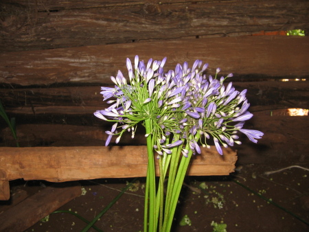 BLUE AGAPANTHUS