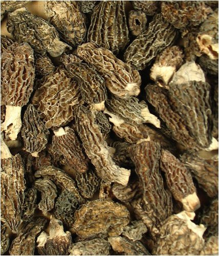 Morel, Morchella Conica