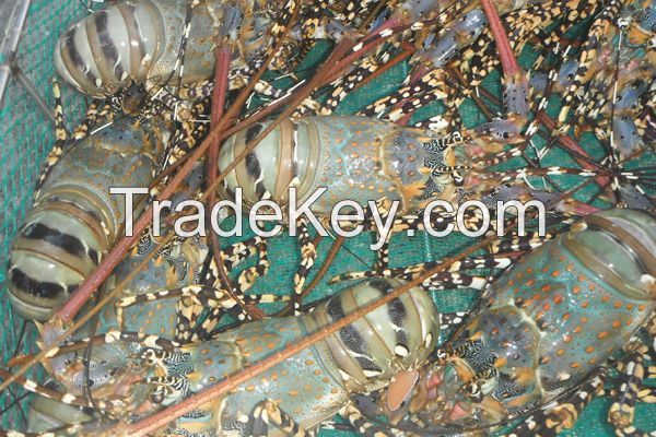 Live Lobster Vietnam Supplier