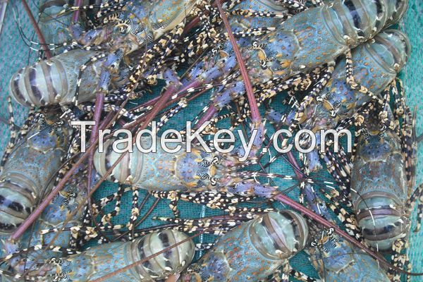 Live Lobster Vietnam Supplier