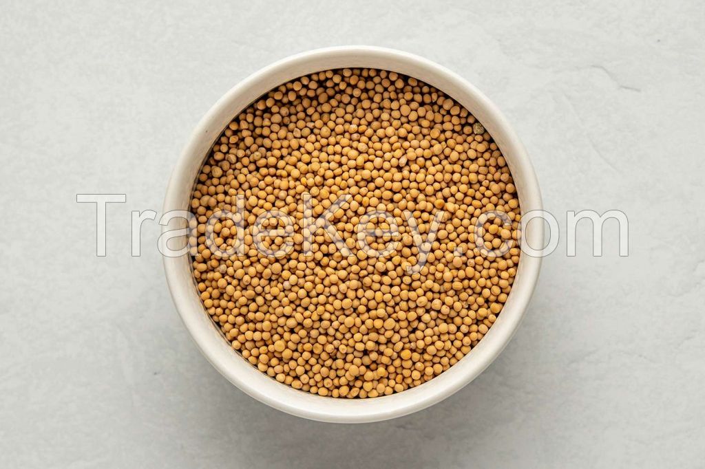 Top Grade Yellow Mustard Seeds