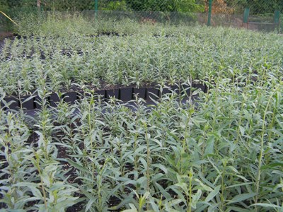 goji berry plants-goji trees