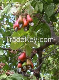 CASHEW NUT CHEAP PRICE VIETNAM ORIGIN