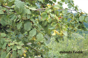 RAW HAZELNUT LEAF