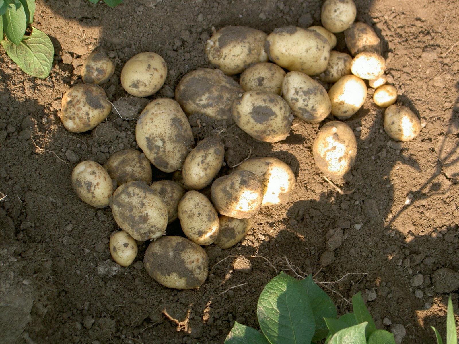 Potatoes, Onions, Garlic, Food Products