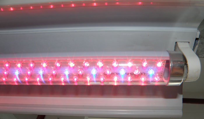 LED T8 Tube Grow Light