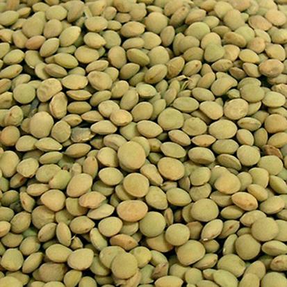 Green Lentils