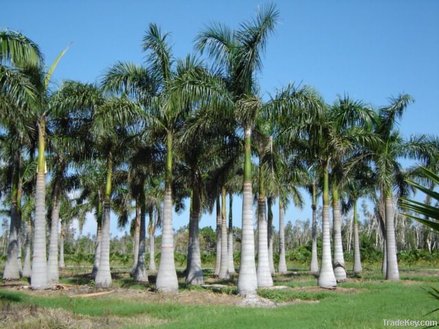 Palm Trees