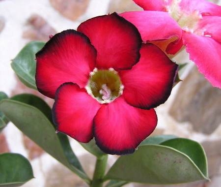 Adenium seed, Thai Adenium seeding