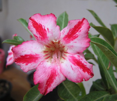 Adenium seed, Thai Adenium seeding