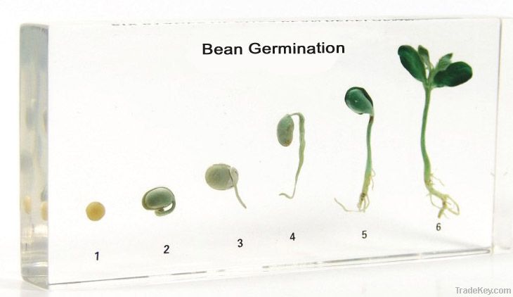 Bean Germination Mounted Specimen