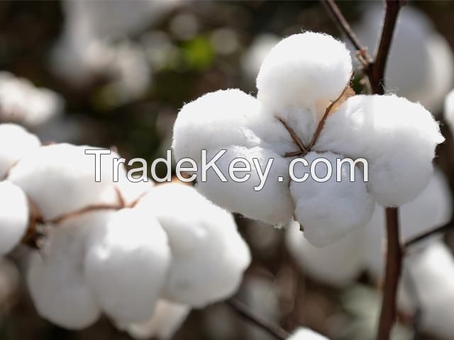 Cotton