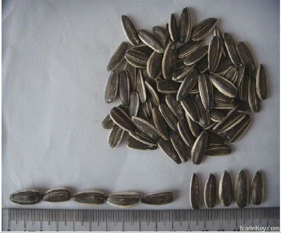 Sunflower Seeds | Spiced