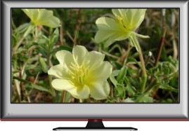 LED TV 21.6''