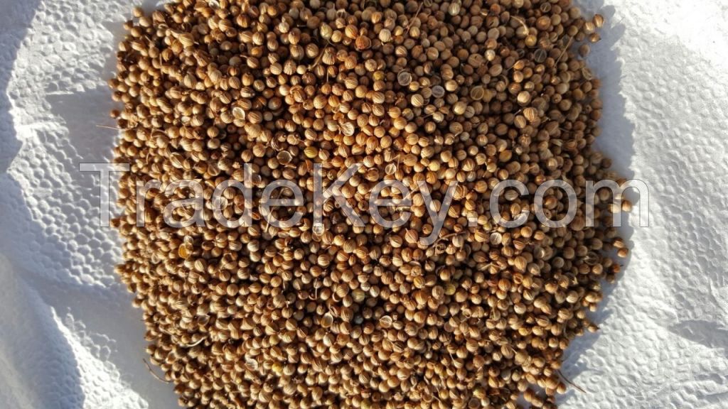 Coriander whole and split