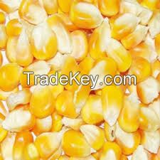 SELLER OF YELLOW CORN