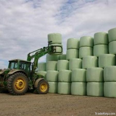 Corn Silage