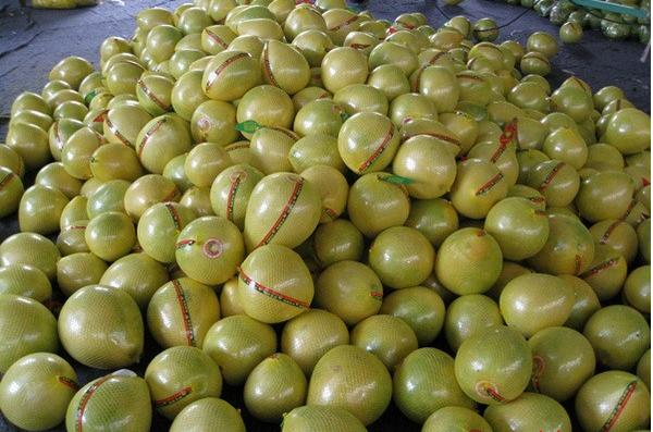 China honey pomelo