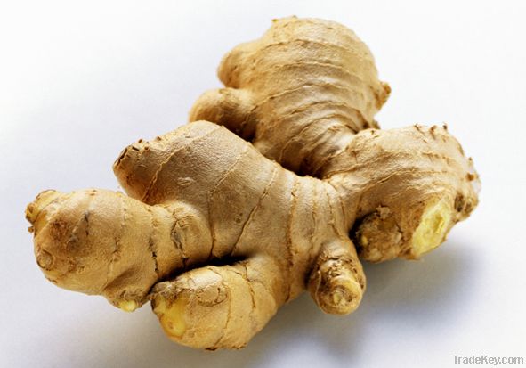 Ginger Root Extract Gingerols