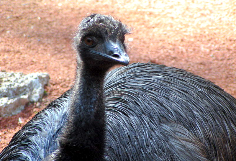 EMUS AND RABBITS