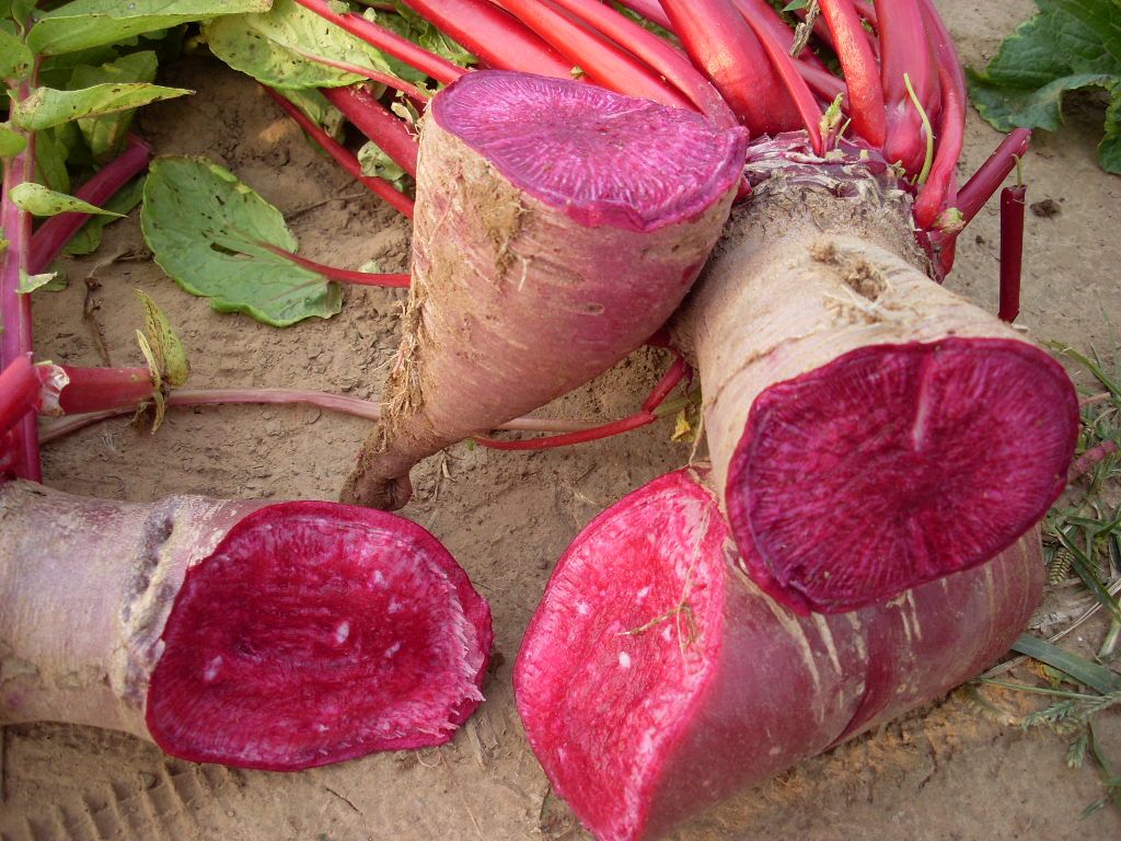 radish red