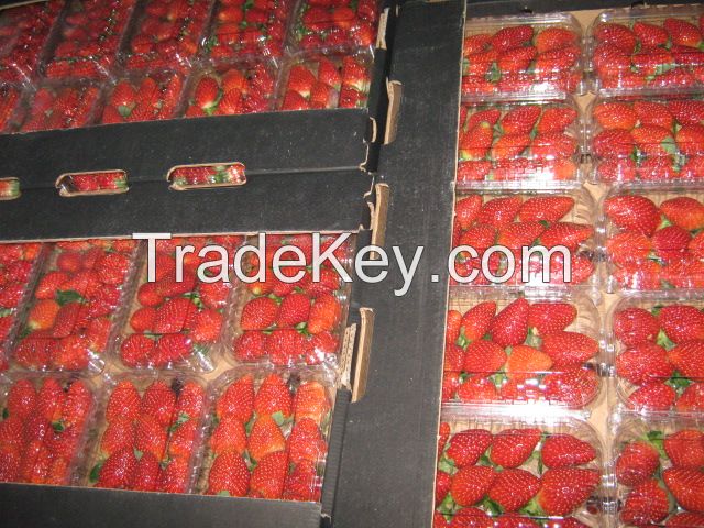 Fresh Strawberry