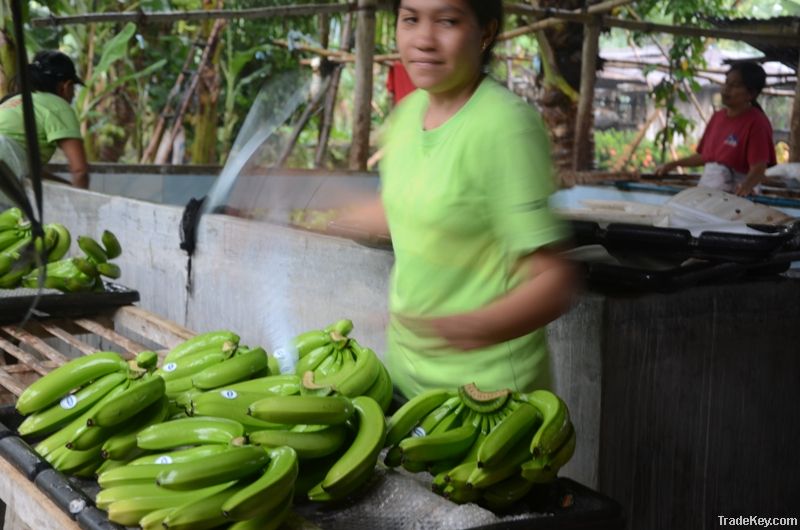 BANANA CAVENDISH