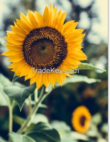 Sunflower Oil