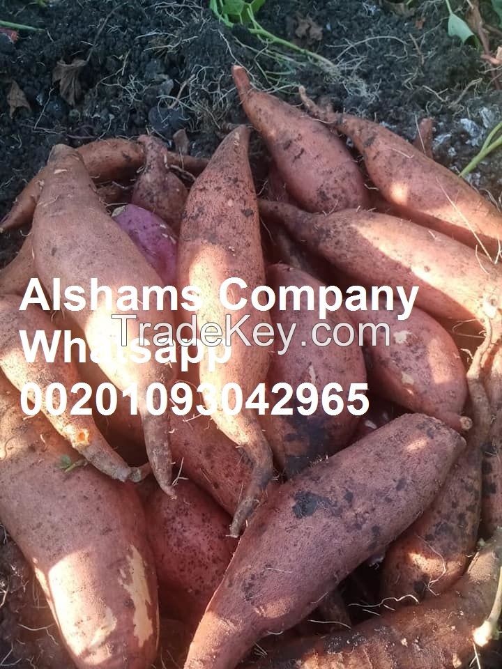 Fresh Sweet Potatoes