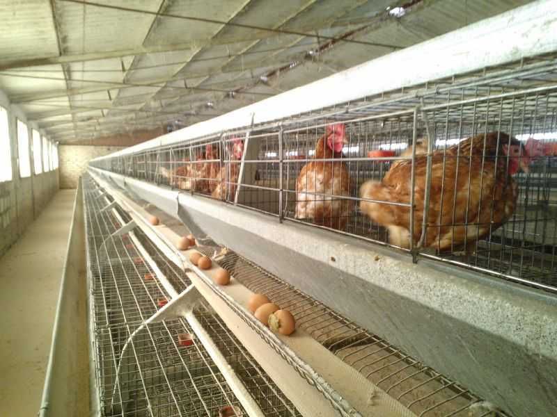 Chicken Egg laying plant Automatic