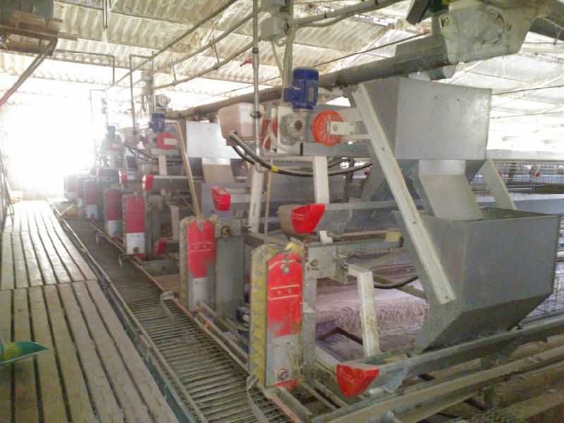 Chicken Egg laying plant Automatic